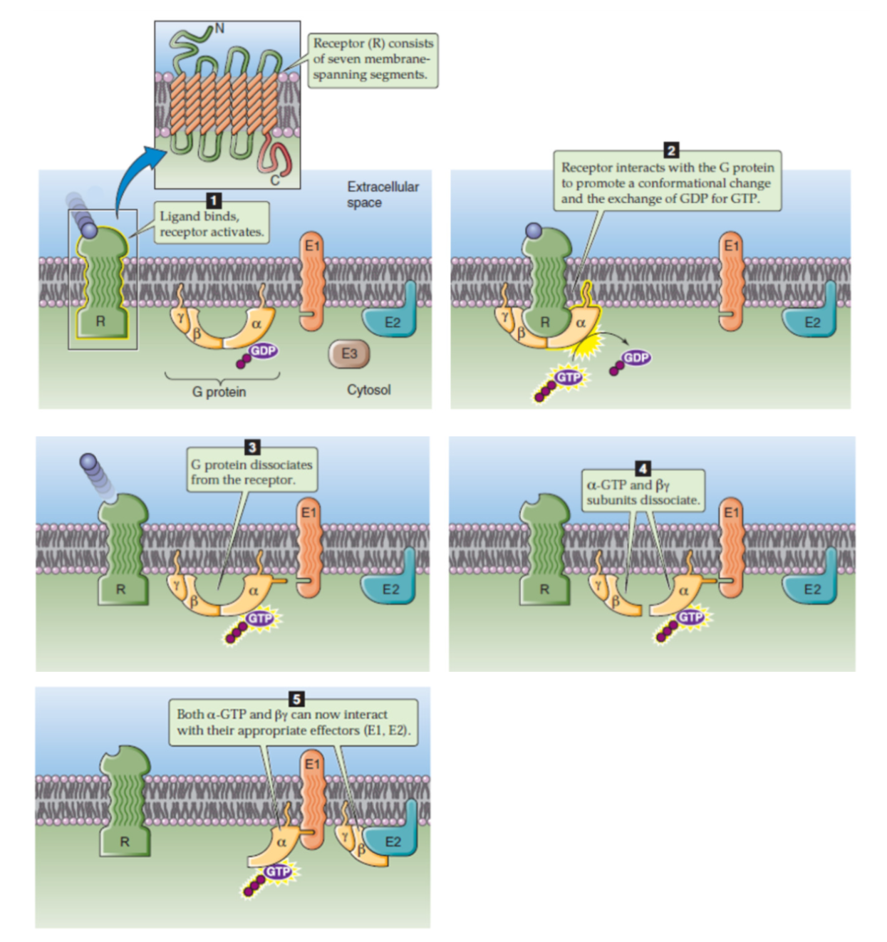 <ol><li><p><u>ligand binds to receptor</u></p></li></ol><ul><li><p>G protein in inactive state</p></li><li><p>hormone binds to receptor → activates receptor → creates conformational change to structure of GPCR</p></li><li><p>G protein binds to receptor </p></li></ul><p></p><ol start="2"><li><p><u>receptor inieracts with G protein → conformational change and activate Alpha subunit (GDP→GTP)</u></p></li></ol><ul><li><p>activated receptor interacts with G protein</p></li><li><p><strong>GDP replaced by GTP at alpha subunit of G protein → active form (with energy!!)</strong></p></li></ul><p></p><ol start="3"><li><p><u>G protein dissociates from receptor</u></p></li></ol><p></p><ol start="4"><li><p><u>Activated Alpha subunit (with GTP) separates from beta-gamma dimer </u></p></li></ol><p></p><ol start="5"><li><p><u>Active Alpha subunit interacts with enzyme/effector molecule → utilize energy (GTP→GDP) → inactivated</u></p></li></ol><ul><li><p>dissociated subunits interact with effector molecules, eg enzyme, which now becomes activated/inhibited</p></li><li><p>Alpha subunit interacts with enzymes/effector molecules releasing energy via hydrolyzing GTP → GDP, becomes inactive again </p></li><li><p>beta gamma subunits can interact but usually doesn’t do much </p></li></ul><p></p>