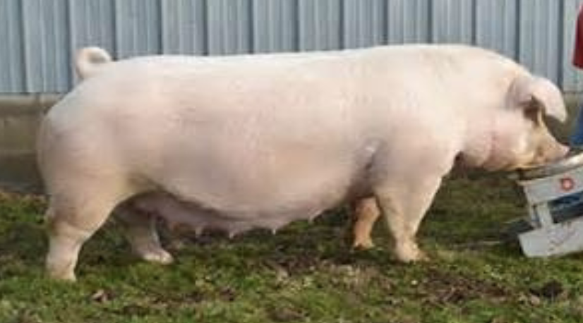 <p>Chester White</p>