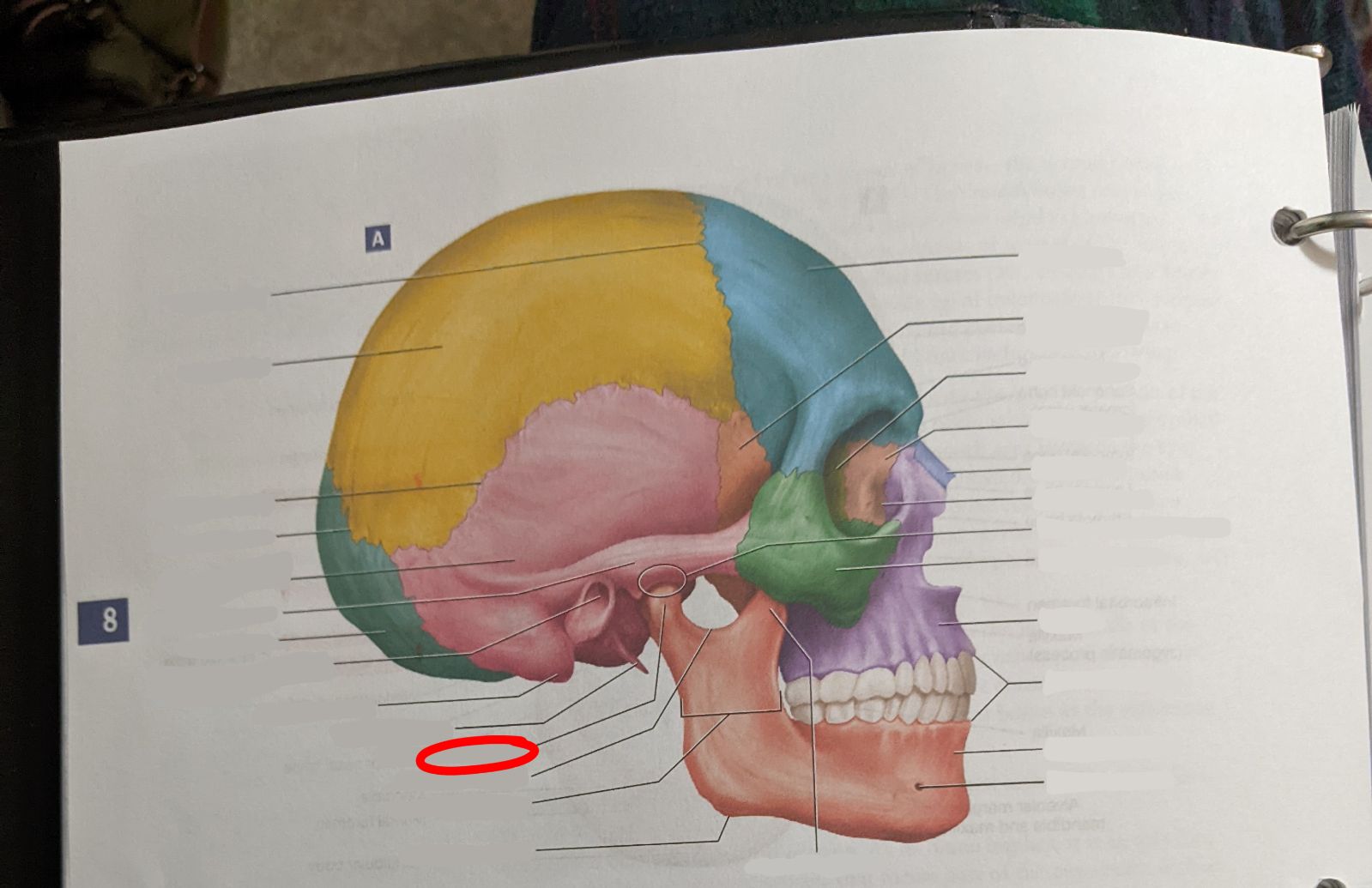 knowt flashcard image