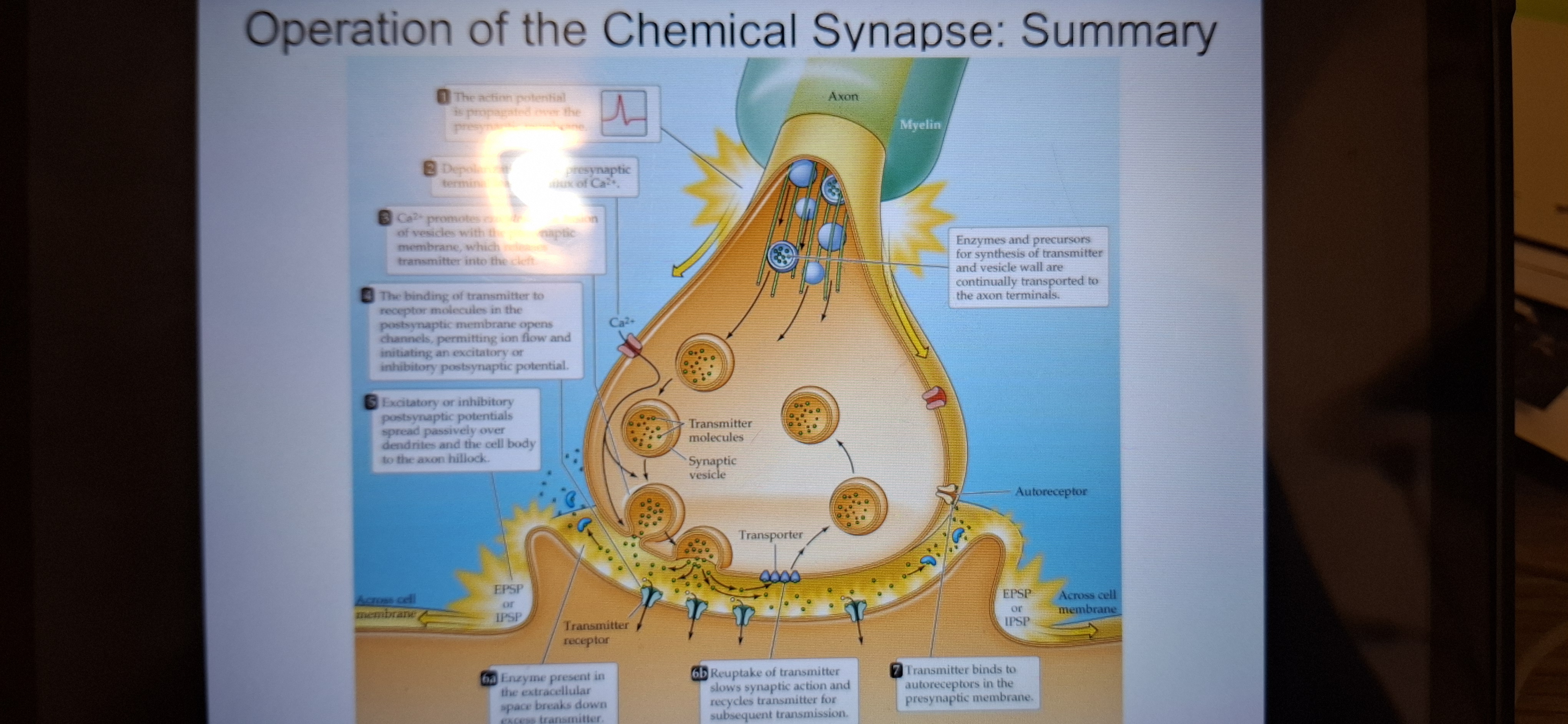 <p>1.action potential travels down the axon to the axon terminals.</p><p class="has-focus">2.voltage-gated calcium channels open and ca2+enter.</p><p class="has-focus">3.synaptic vesicles fuse wirh membrane and release transmitter into the cleft.</p><p class="has-focus">4.transmitterscross the cleft and bind to postsynaptic receptors and cause an EPSP or IPSP.</p><p class="has-focus">5.EPSP or IPSP spread towards thee postsynaptic axon hillock.</p><p class="has-focus">6.transmitter is inactivated by enzymatic degradation or removed by transporters for reuptake and recycling.</p><p class="has-focus">7.transmitter may activate presynaptic autoreceptors, decreasing release.</p>