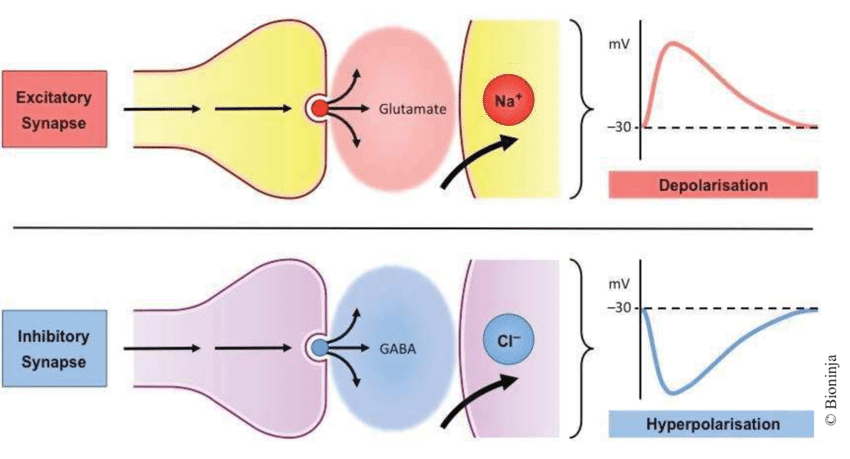 <p>Excitatory neurotransmitters make the postsynaptic cell more positive, so it depolarizes the neuron. This makes it easier for the cell to reach its threshold potential. </p><p>Inhibitory neurotransmitters make the postsynaptic cell more negative, so it hyperpolarizes the neuron. This makes it more difficult for the cell to reach its threshold potential. </p>