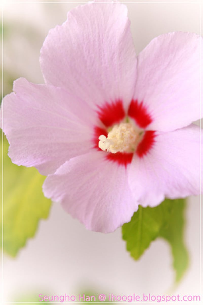 <p>flor</p>