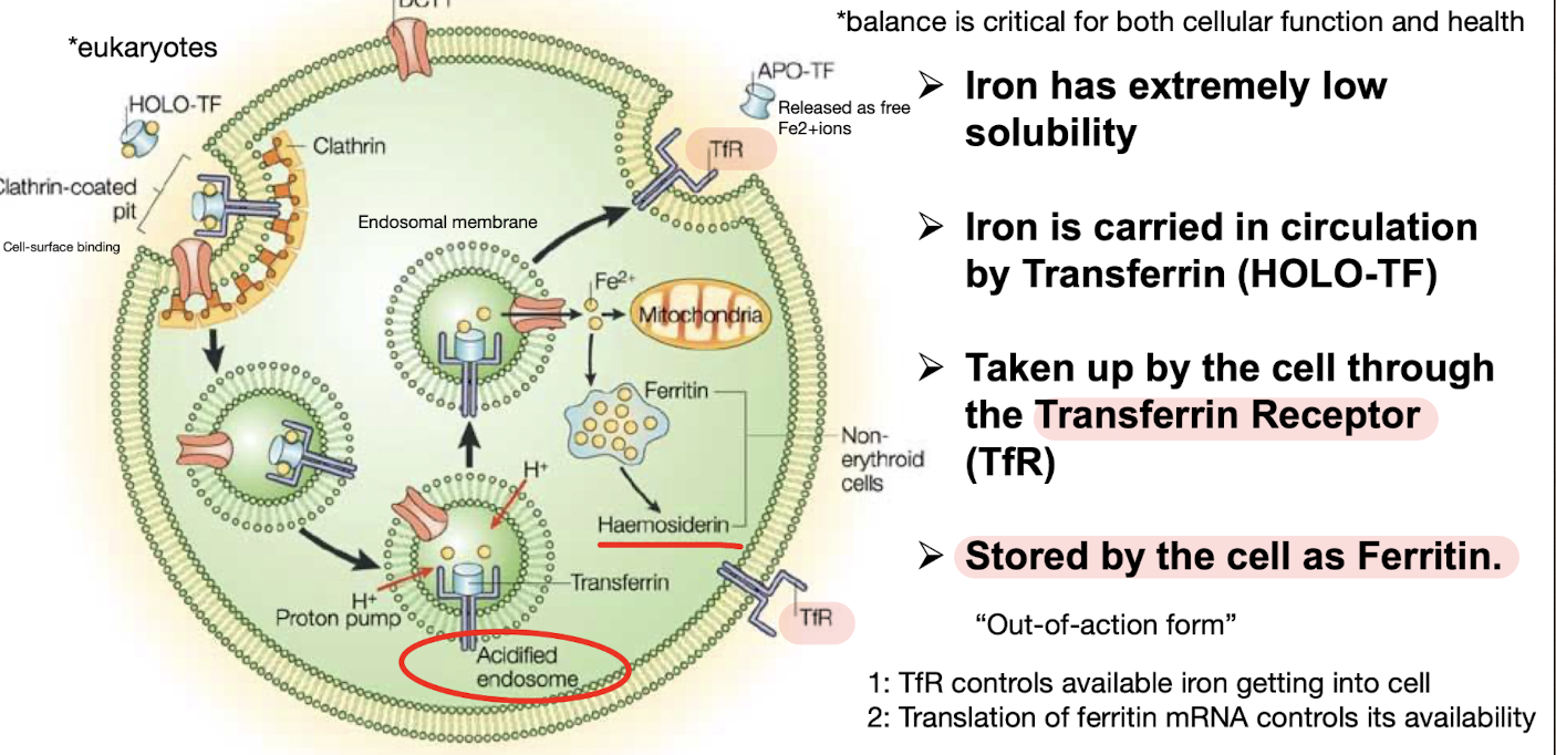 <ul><li><p>Very insoluble, <strong>circulated Fe requires Transferrin (HOLO-TF)</strong></p></li><li><p><strong>Gets taken up into the cell by the <mark data-color="red" style="background-color: red; color: inherit;">TfR (transferrin receptor) </mark><u>which controls its availability</u></strong></p></li><li><p><strong>Stored in cell as the <mark data-color="red" style="background-color: red; color: inherit;">intracellular protein Ferritin</mark> </strong>(out of action form which binds Fe ions, preventing accumulation) <strong>, ferritin mRNA translation <u>controls its availability</u></strong></p></li></ul><p></p>