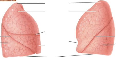 <p>What view of the lungs is this?</p>