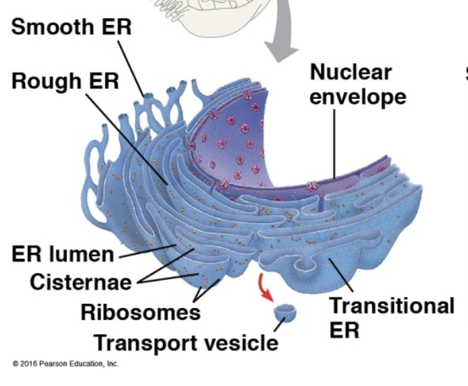 <p>Endoplasmic Reticulum </p>