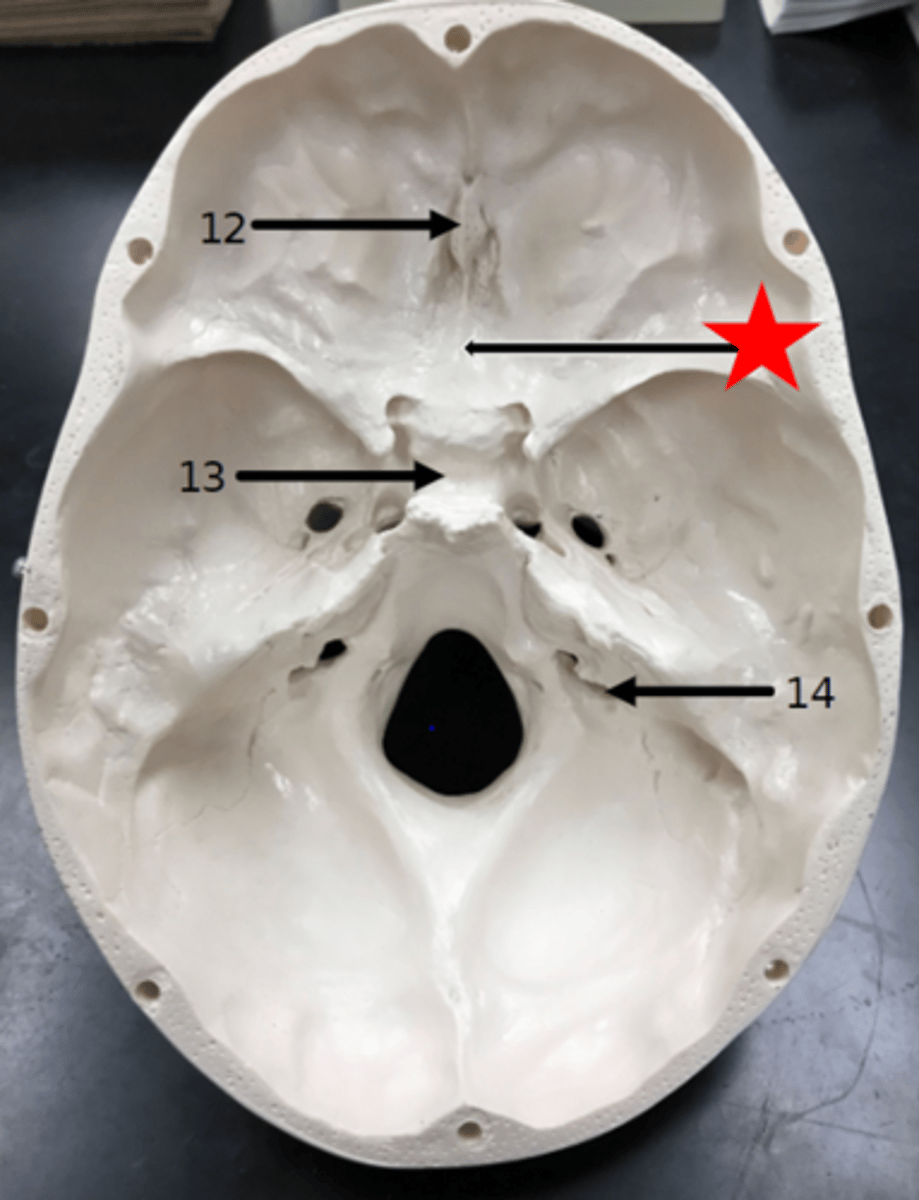 <p>Name the starred region in the image.</p>