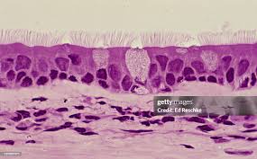 <p>What tissue is this</p>