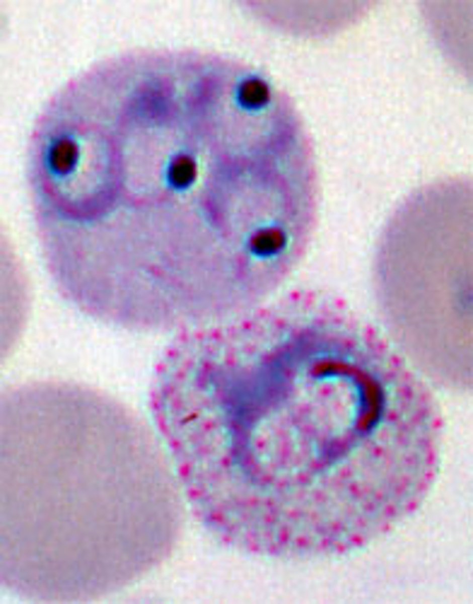 <p>thin ring, schizonts have &gt;12 merozoites, rbcs are enlarged/amoeboid</p>