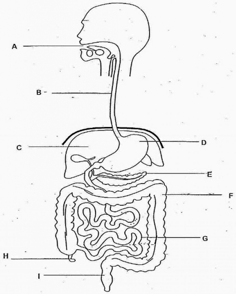 <p>rectum</p>