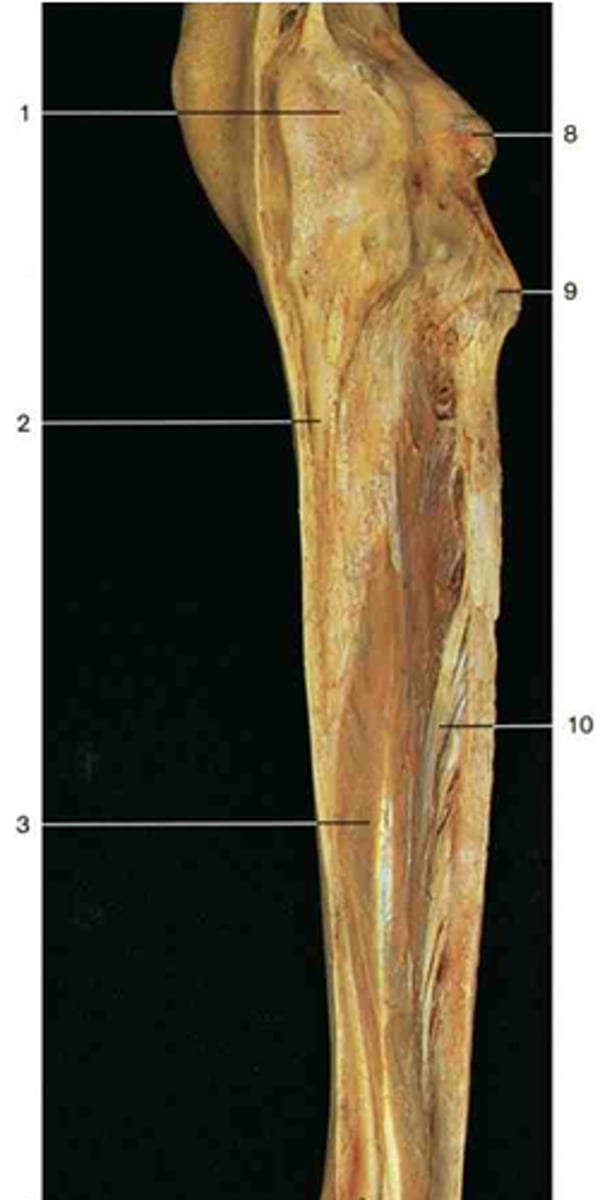 <p>The deepest posterior leg muscle, directly attached to the posterior tibio-fibula and interosseous membrane. For foot inversion and plantarflexion. Number 10.</p>