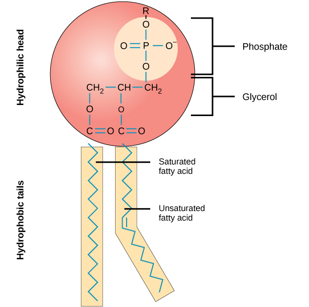 <p>Phospholipid <strong>hydrophilic</strong> head</p>