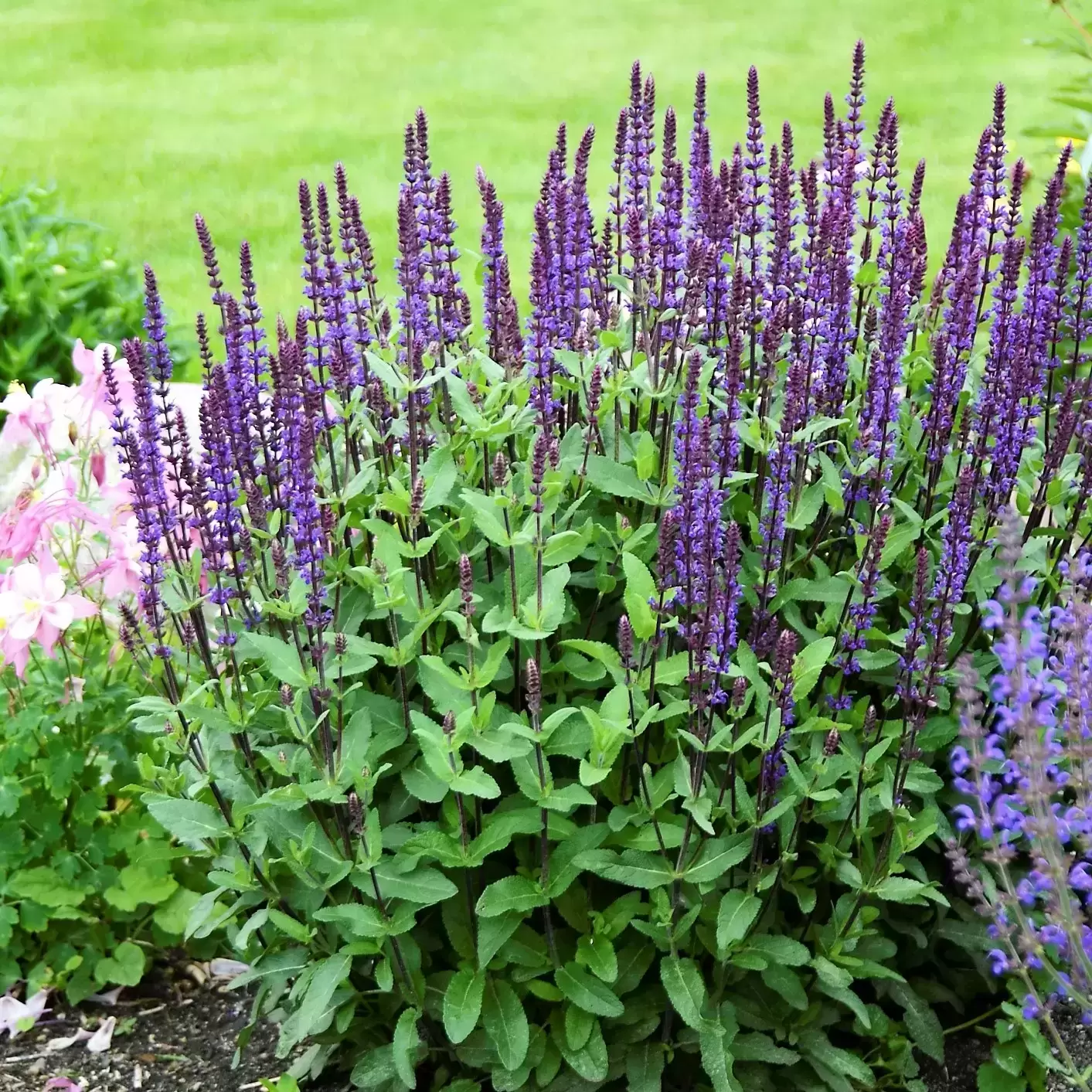 <p>Balkan clary - <em>Salvia nemorosa </em><strong><u>‘Caradonna’</u></strong></p>