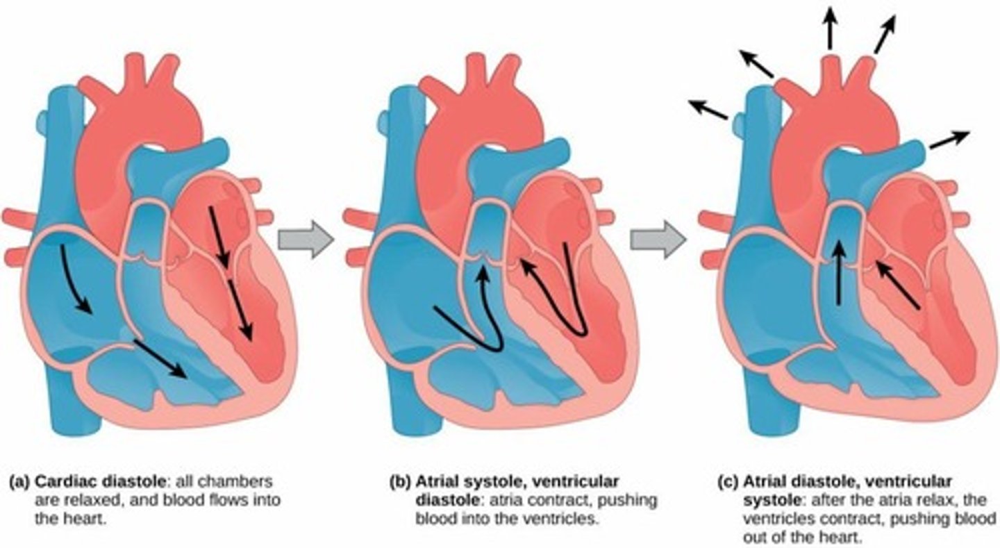 <p>Atrial systole, ventricular systole (two phases), and ventricular diastole (two stages).</p>
