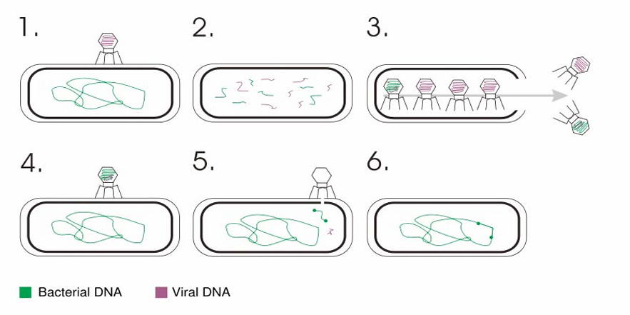 <ul><li><p>DNA transferred from one bacteria to another through a virus</p></li><li><p>“Sloppy” bacteriophages pack bacterial DNA at a low frequency</p></li></ul><p></p>