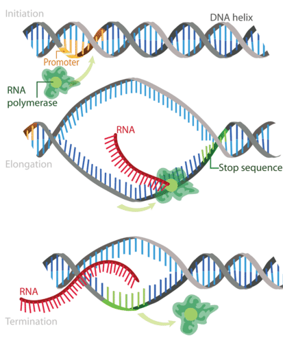 <p>RNA polymerase binds to the promoter on DNA </p>