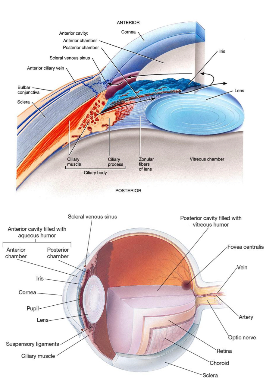 <p>• The Anterior Cavity : subdivided into anterior chamber and posterior chambers (by the iris) that's filled with fluid Aqueous humor</p><p>• The Posterior Cavity is filled with Vitreous humor</p>