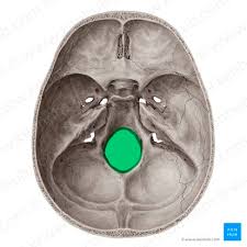 <p>opening where spinal cord meets brain</p>
