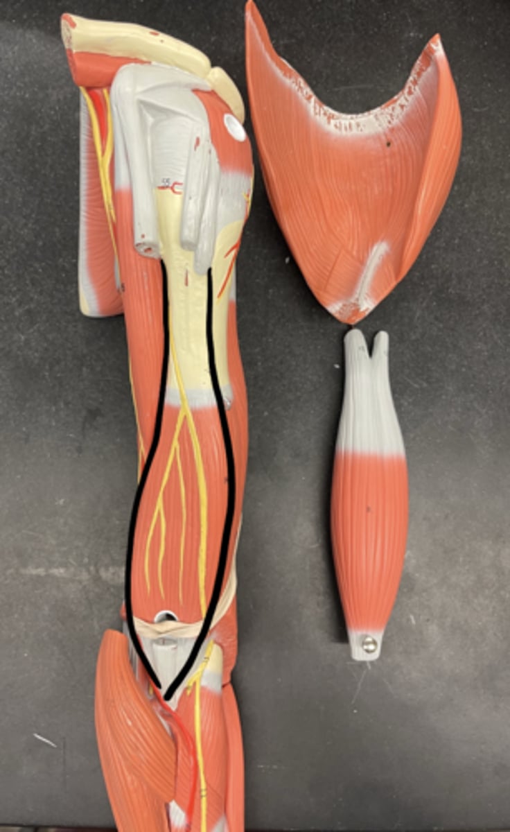 <p>Underneath the biceps</p>