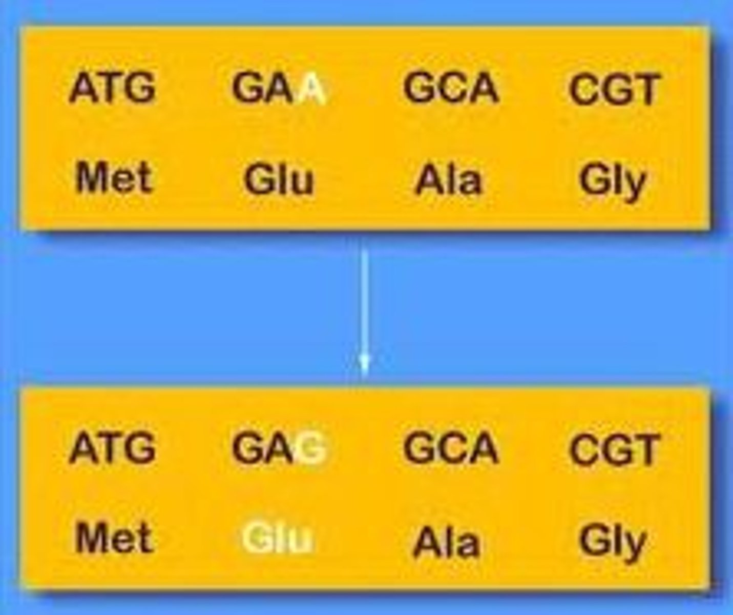 <p>A nucleotide-pair substitution that has no observable effect on the phenotype; for example, within a gene, a mutation that results in a codon that codes for the same amino acid.</p>