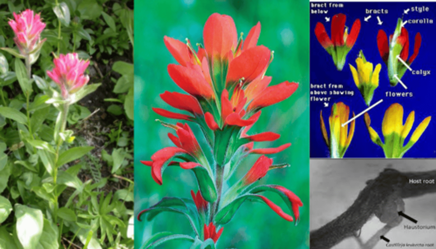 <p>What gennus has these characteristics? </p><p>Hemi-parasitic perennial herbs - steal sugars from host plants by attaching to roots </p><p>Colorful Bracts and Reduced Flowers (petals not showy/colorful) </p><p>Linear or pinnately divided leaves</p><p>Leaves may be opposite or alternate - distinguishing from rest of former Scrophulariaceae</p><p>1) Alternate or Opposite Leaves </p><p>2) Bilateral Flowers </p><p>3) Racemes </p><p>4) Fruit = Capsules </p>