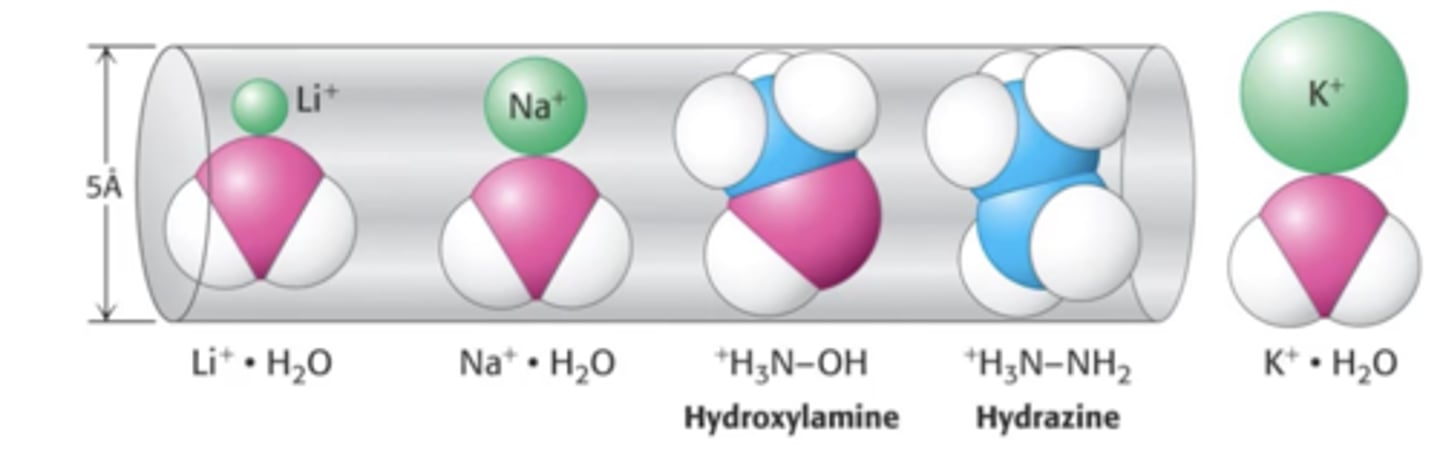 <p>- Na+ pore has a 5Å radius.</p><p>- Allows movement of Na+ and one water molecule to move through.</p><p>- Therefore any ion smaller than this can move through.</p><p>- Not as selective as K+ channel.</p>