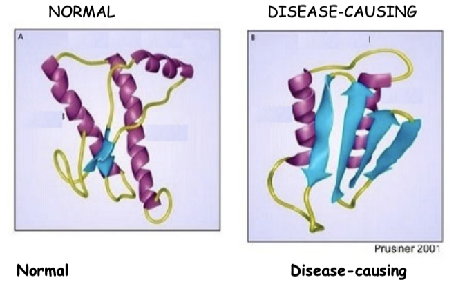 <p><span style="color: #ffffff">In mad cow disease, the infectious agent is a “prion protein” that has misfolded, leading to certain death within 5 years. MONOMERS of the normal and disease-causing protein forms are shown below. For EACH of the four LEVELS of protein structure, compare and contrast the structures of the twoprotein forms. (Based on the drawings AND description, what is the same and what differs between the two? Give numbers; for example, how many of each structural feature do you see?</span></p>