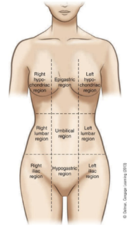 <p>above the stomach</p>