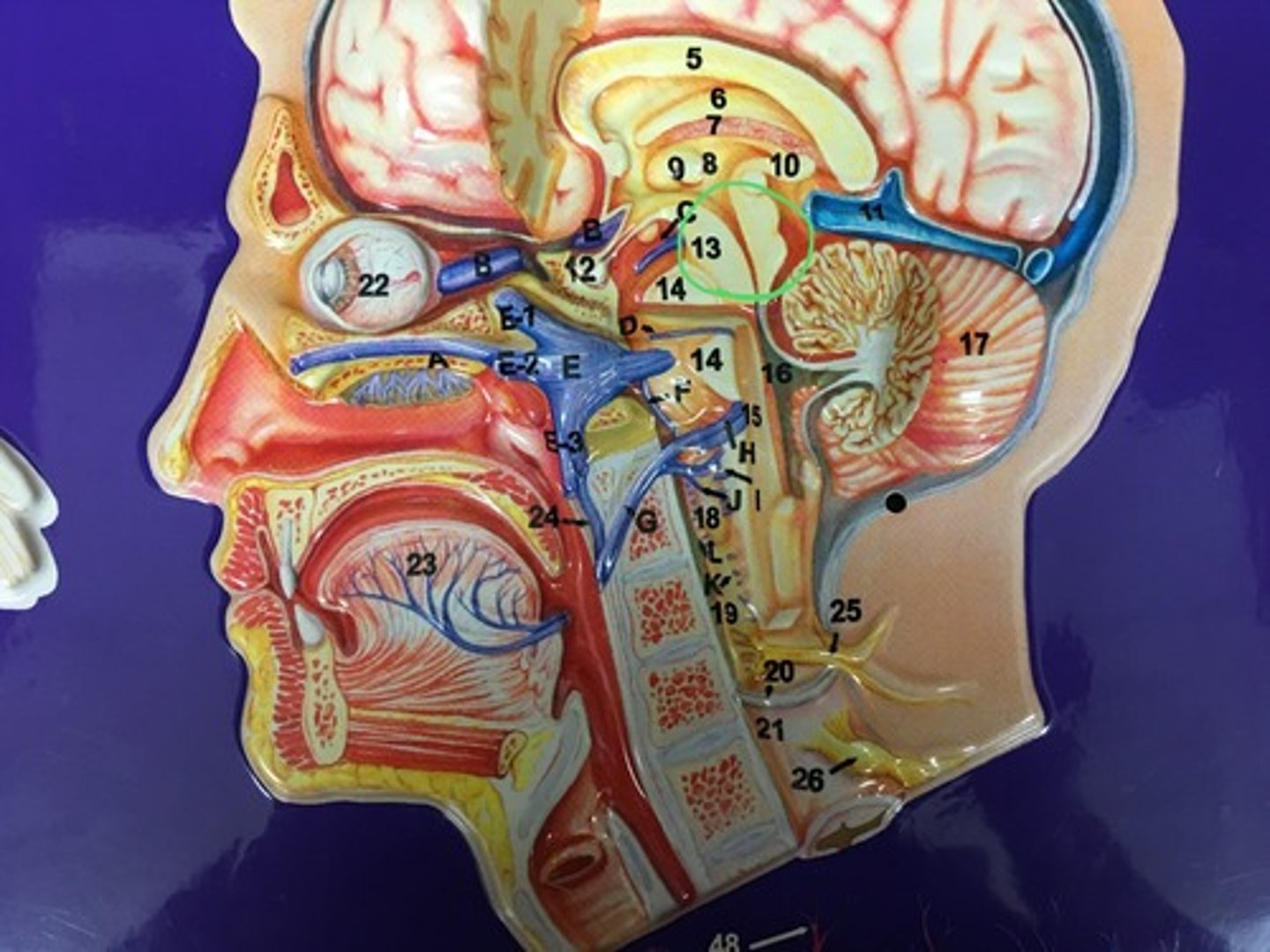 knowt flashcard image