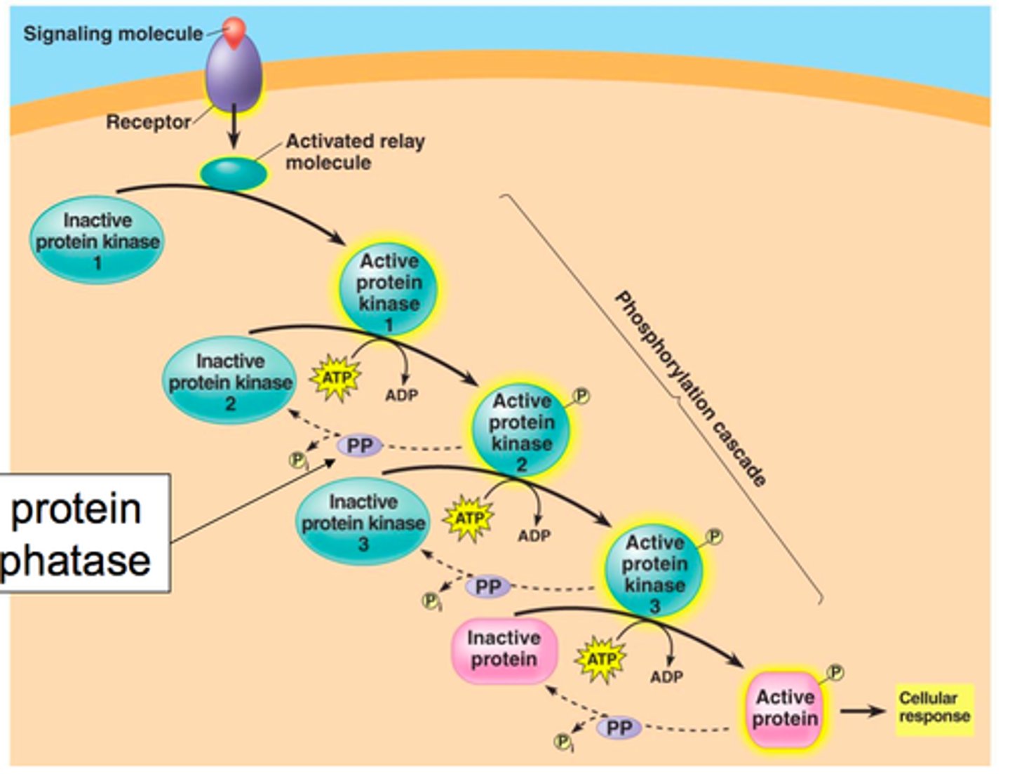 <p>A series of enzyme-catalyzed phosphorylation reactions commonly used in signal transduction pathways to amplify and convey a signal inward from the plasma membrane.</p>