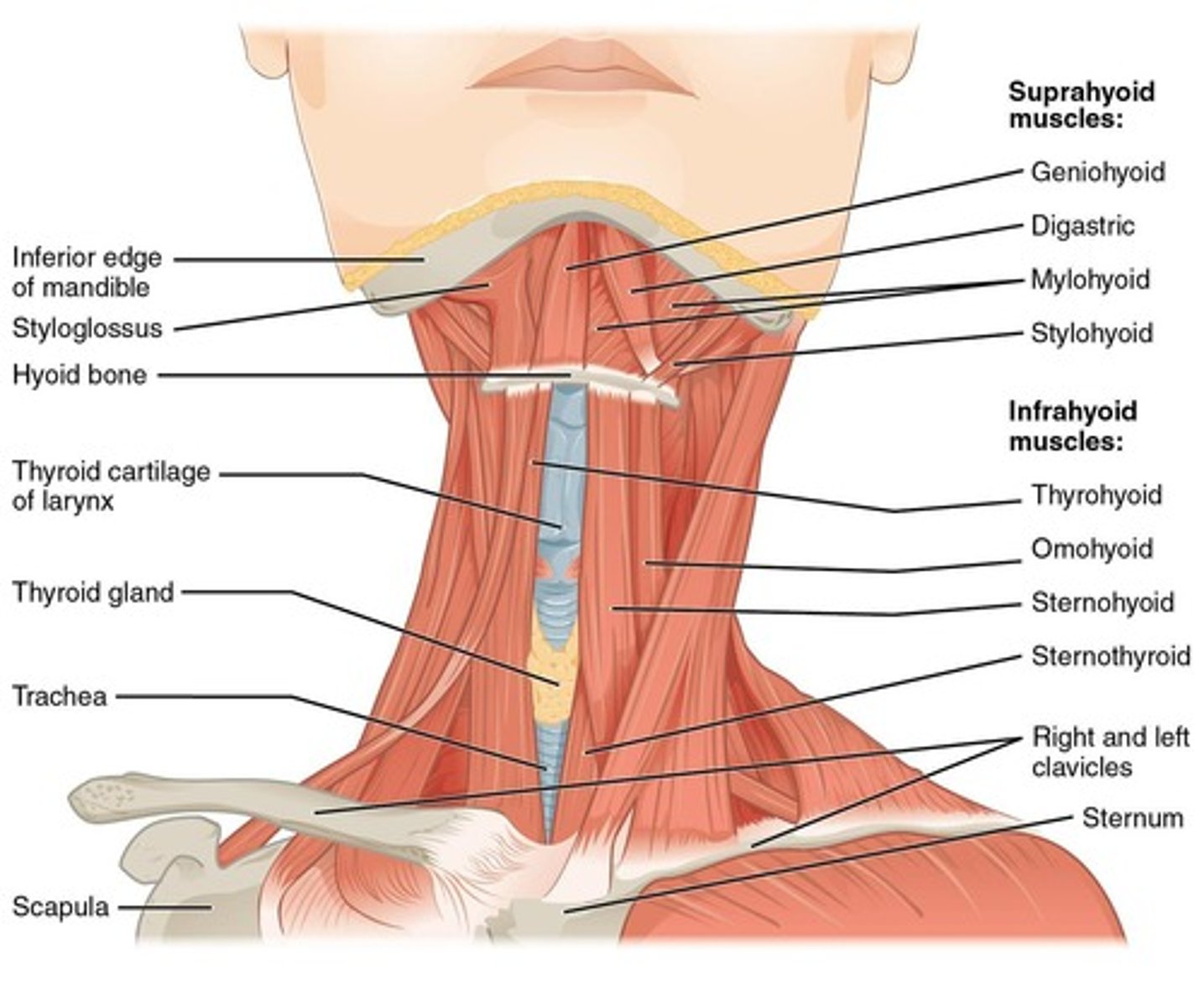 <p>Clavicular head; together they flex the neck; alone one side bends neck toward shoulder &amp; turns face to opposite side.</p>