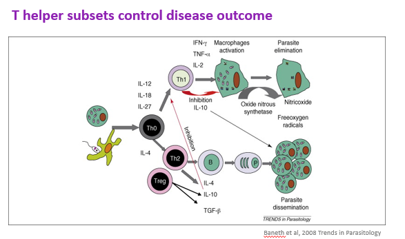 <p>Directly killing the parasites, dampening their metabolic activity, and indirectly controlling their proliferation by limiting the recruitment of permissive host cells</p><p>The production of NO is induced by IFN-y which is in very high levels in a TH1 immune response</p>