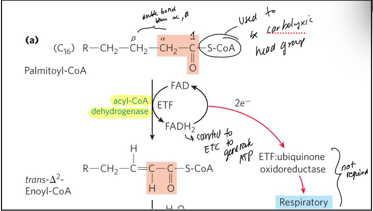 <p><span style="background-color: transparent;">Oxidation reaction forms a double bond between the alpha and beta carbons</span></p><ol><li><p><span style="background-color: transparent;"><strong>acyl-CoA dehydrogenase</strong> = flavoprotein with tightly bound FAD (co-factor) that catalyzes the dehydrogenation of fatty acyl-CoA to yield a <strong>trans-∆<sup>2</sup>-enoyl-CoA</strong></span></p></li></ol><ul><li><p><span style="background-color: transparent;">One of the three different enzymes (<strong>isozymes</strong>) performs this reaction depending on the length of the carbon chain of the fatty acid</span></p></li></ul><ol><li><p><span style="background-color: transparent;">FAD during the reaction is reduced, while the substrate is oxidized; this produces electrons</span></p></li><li><p><span style="background-color: transparent;">FAD → FADH<sub>2</sub> and the electrons generated will be used in the ETC to produce ATP</span></p></li></ol><p></p>