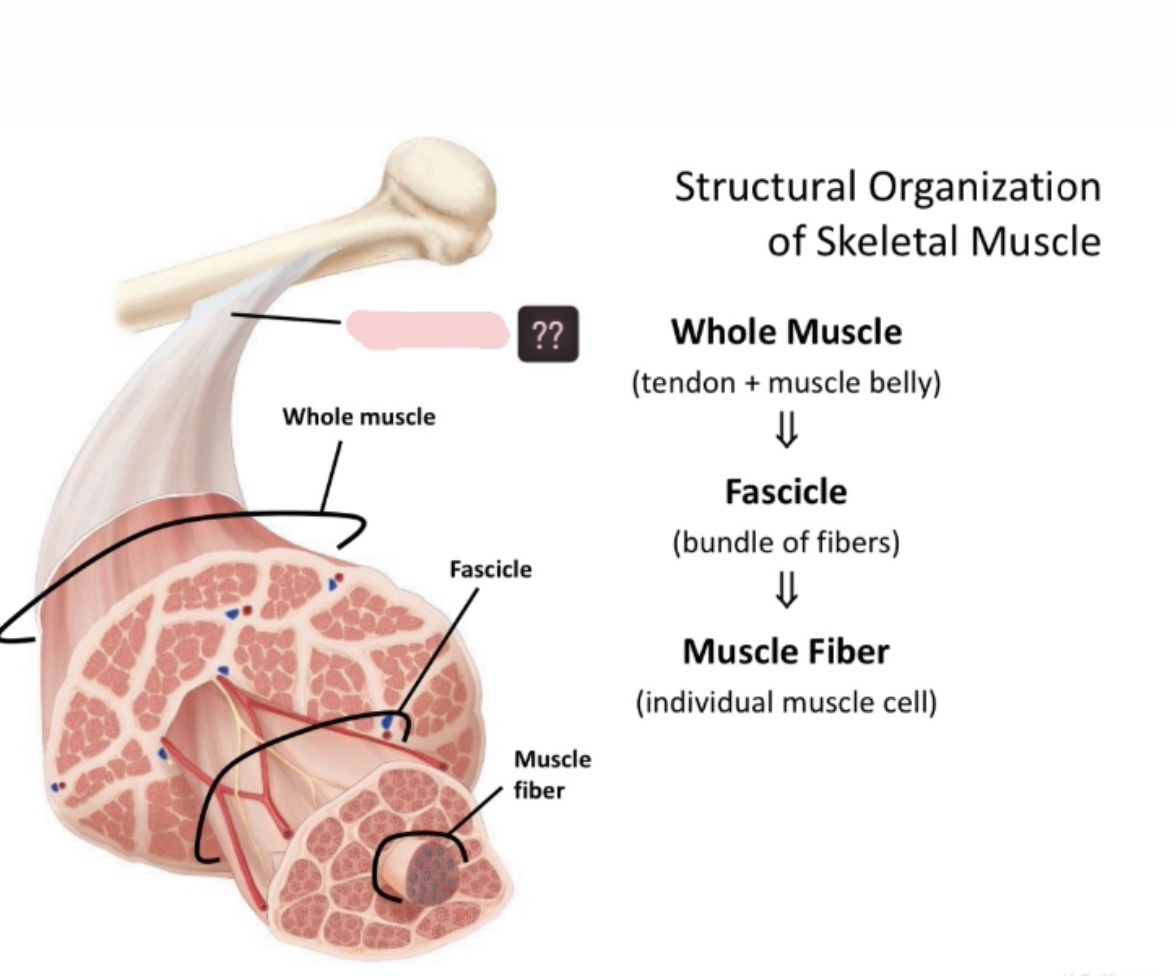 <p>Name the structure of skeletal muscle </p>