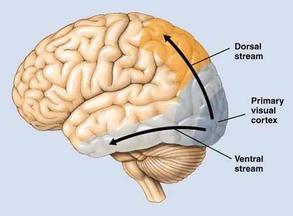 <ul><li><p>”where/how“ pathway</p></li><li><p>Allows for locating objects in space, perceiving motion relative to other objects, making actions in relation to object</p></li><li><p>M &amp; K pathway inputs</p></li><li><p>Vision for action pathway (1.Cells in V5 direction-selective 2.Cases of V5 parietal cortex damage→akinetopsia, apraxias)</p></li><li><p>From V1, info sent to parts of posterior parietal lobes &amp; dorsal temporal lobes</p></li><li><p>Different regions specialized for identifying low-detail, movement-related visual info</p></li></ul>