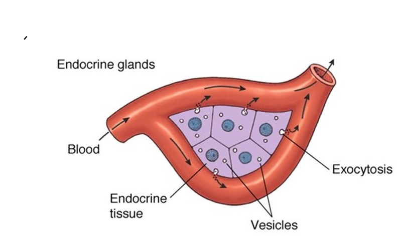 <ul><li><p>Secrete hormones</p></li><li><p>Ductless glands</p></li><li><p>Into the bloodstream</p></li></ul><p></p>