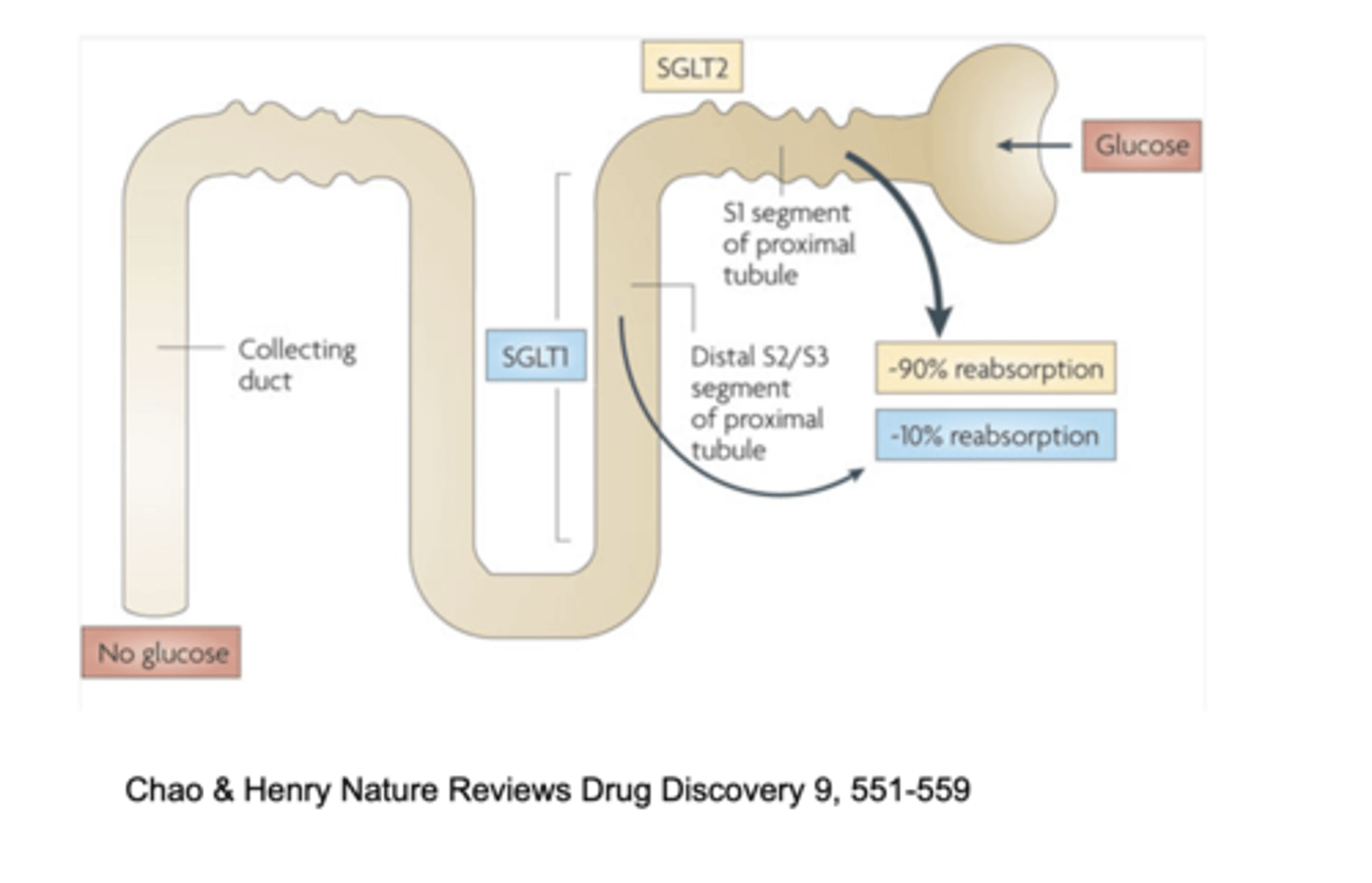 <p>SGLT2</p>