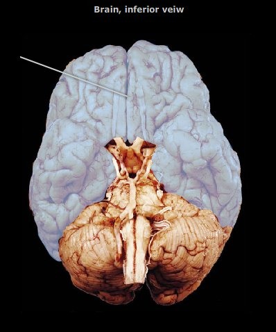 <p>the principal and most anterior part of the brain in vertebrates, located in the front area of the skull and consisting of two hemispheres, left and right, separated by a fissure</p>