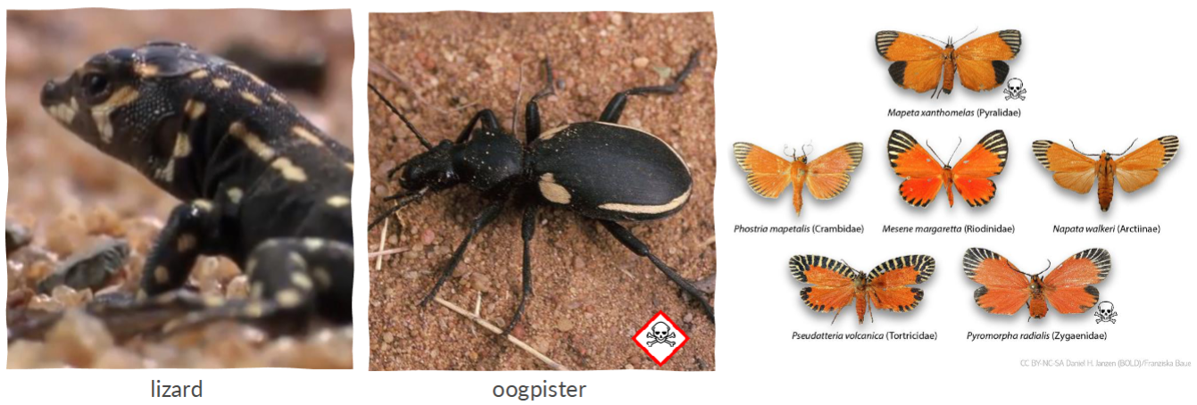 <p>NON-toxic species resemble toxic <span><span>thereby gaining protection from predators. In this case, the mimic benefits from the mistaken identity, while the model is negatively affected</span></span></p><ul><li><p>Works<strong><u> as long as density of model is GREATER than density of mimmicks</u></strong></p></li></ul><p></p>