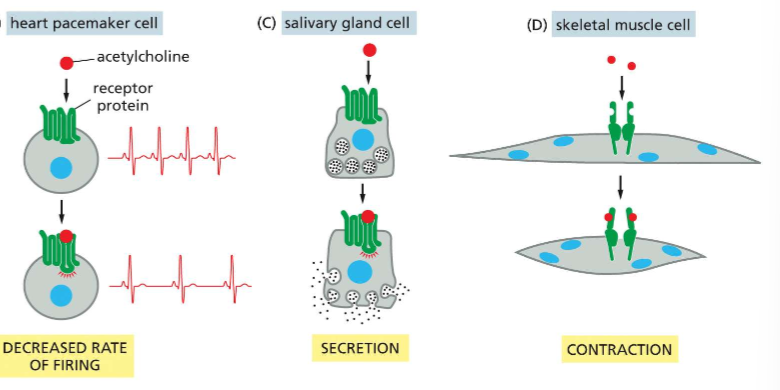 <p>The extracellular signaling molecule elicits different responses in different cell types </p>
<p>Ex: Ligand = acetycholine </p>
<p>In heart pacemaker cells = decreased firing rate </p>
<p>In salivary gland cells = secretion </p>
<p>In skeletal muscle cells = contraction</p>