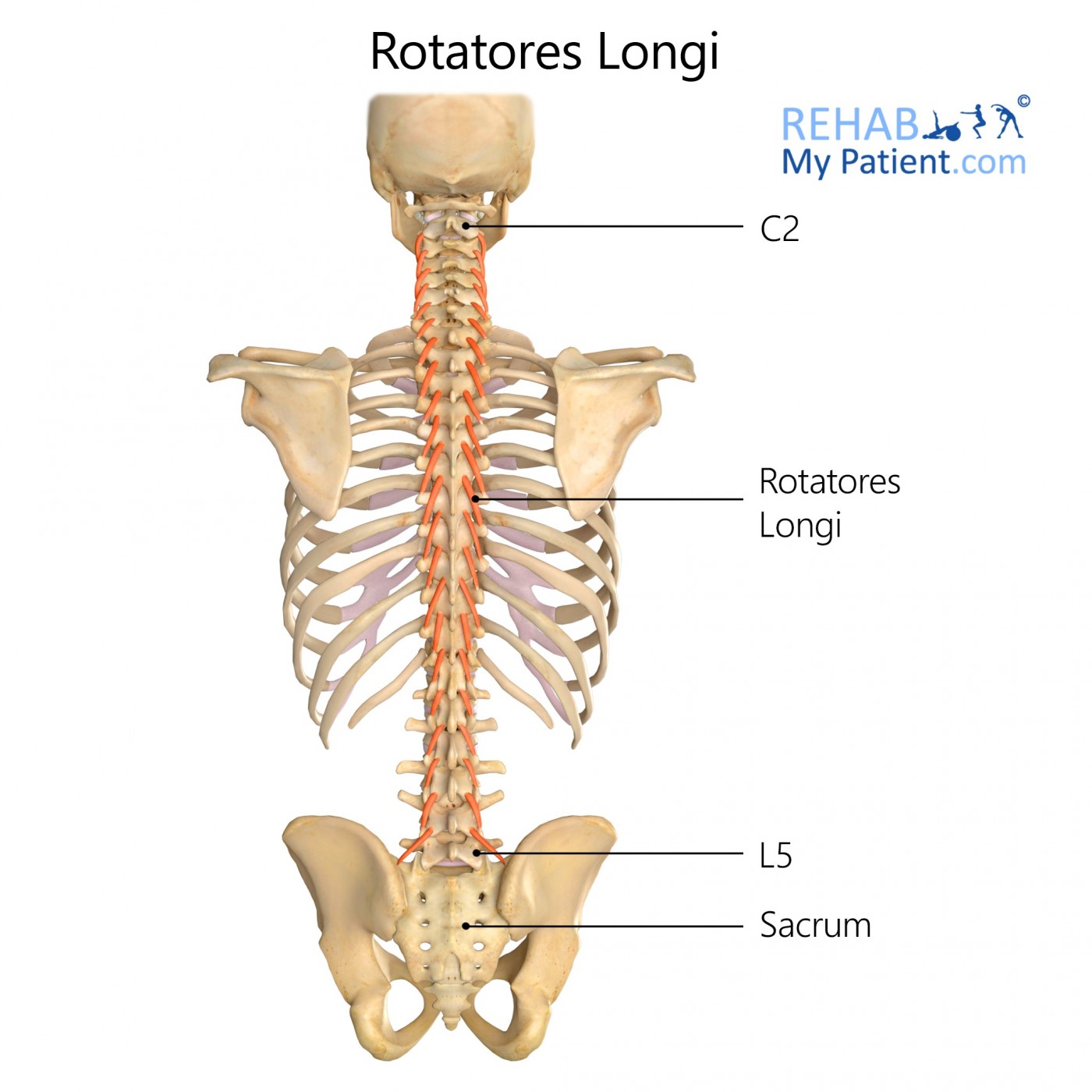 <p>rotatores origin</p>