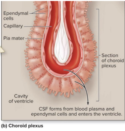 <p>A <strong>network of blood capillaries &amp; ependymal (glial) cells</strong> that produces <strong>CSF</strong></p>