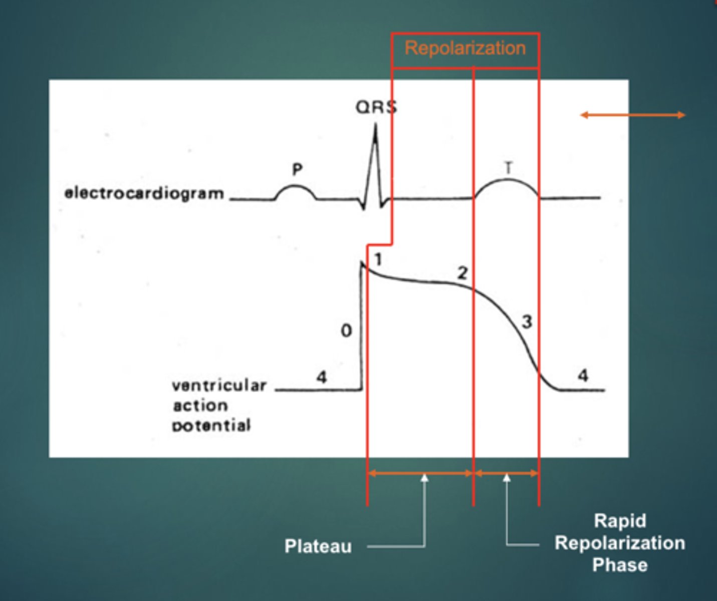 <p>Repolarization of ventricular myocytes begin immediately after QRS and persist until end of T-wave</p>