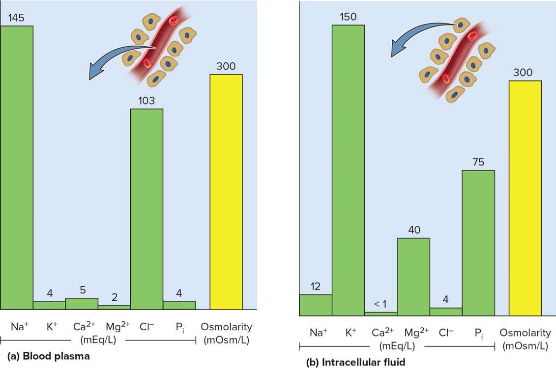 <p>Electrolyte balance</p>