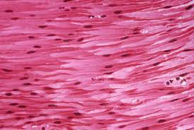 <p>Non-striated involuntary muscle in walls of hollow organs and blood vessels.</p>