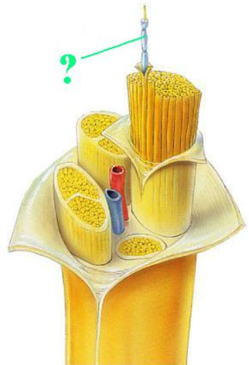 <p><span><span>Identify the indicated part of a nerve.</span></span></p>