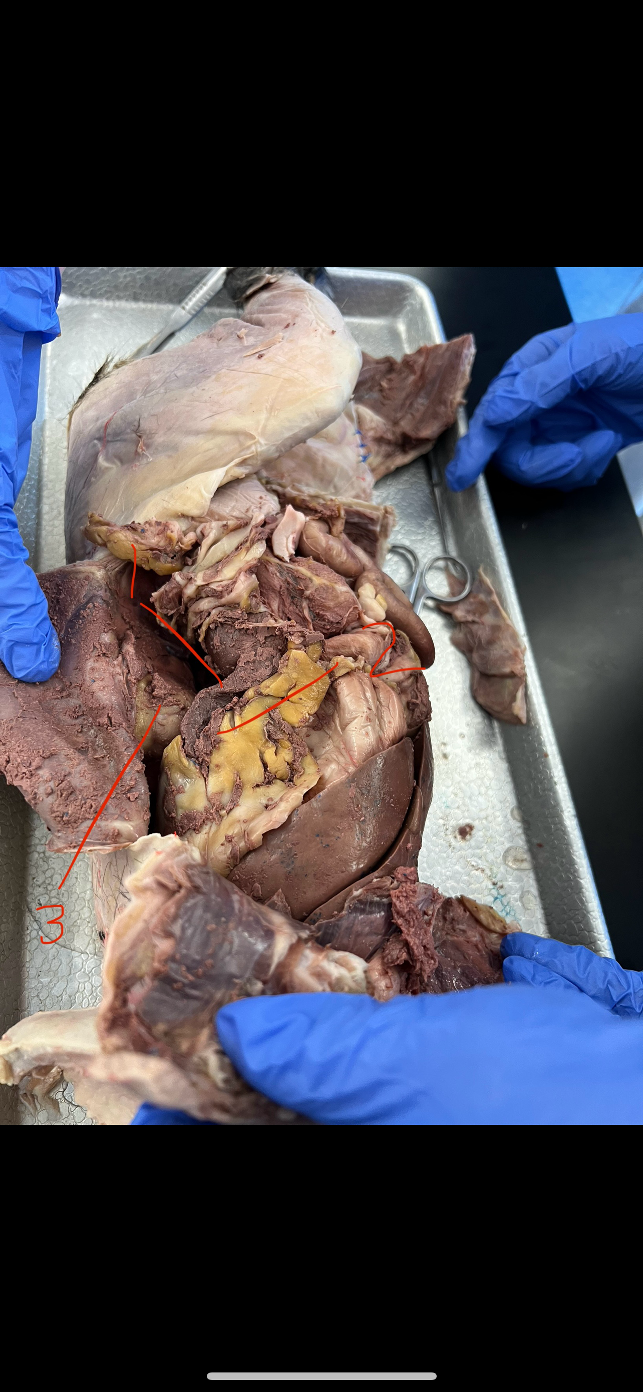 <p>What is this? 3</p>