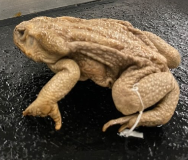 <p>Identify the genus and specific epithet</p>