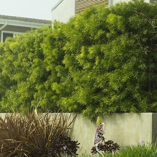 <ul><li><p>evergreen</p></li><li><p>evergreen, simple leaves; 2-3”, entire margins, pointy, flexible tip, dull forest green, new leaves = yellow</p></li><li><p>fleshy cone, 1/2”</p></li><li><p>typically seen as hedge growing against a wall</p></li><li><p>use foliage to ID</p></li><li><p>droopy foliage</p></li><li><p></p></li></ul><p></p>