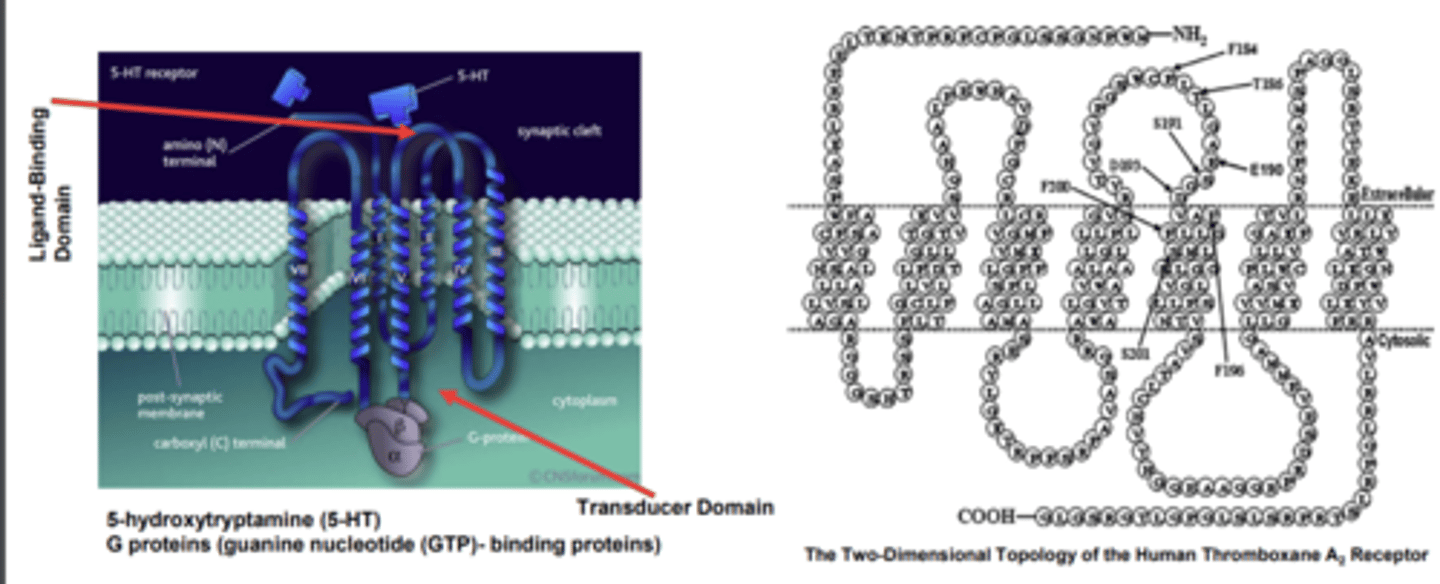 <p>- signal transducers</p><p>- convey information (agonist binding) to effector proteins</p><p>- (effectors include adenylyl cyclase, phospholipases, plasma ion channel (Ca2+, K+)</p>