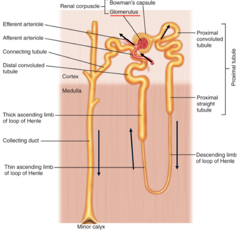 <ul><li><p>Renal corpuscle/juxtaglomerular apparatus has two components; glomerulus and bowman’s capsule</p></li><li><p>Blood flows into kidney through arteries</p><ul><li><p>Afferent artery delivers blood to Bowmans capsule</p></li></ul></li><li><p>Filtrate; once it moves from the blood into the Bowmans capsule</p></li></ul>